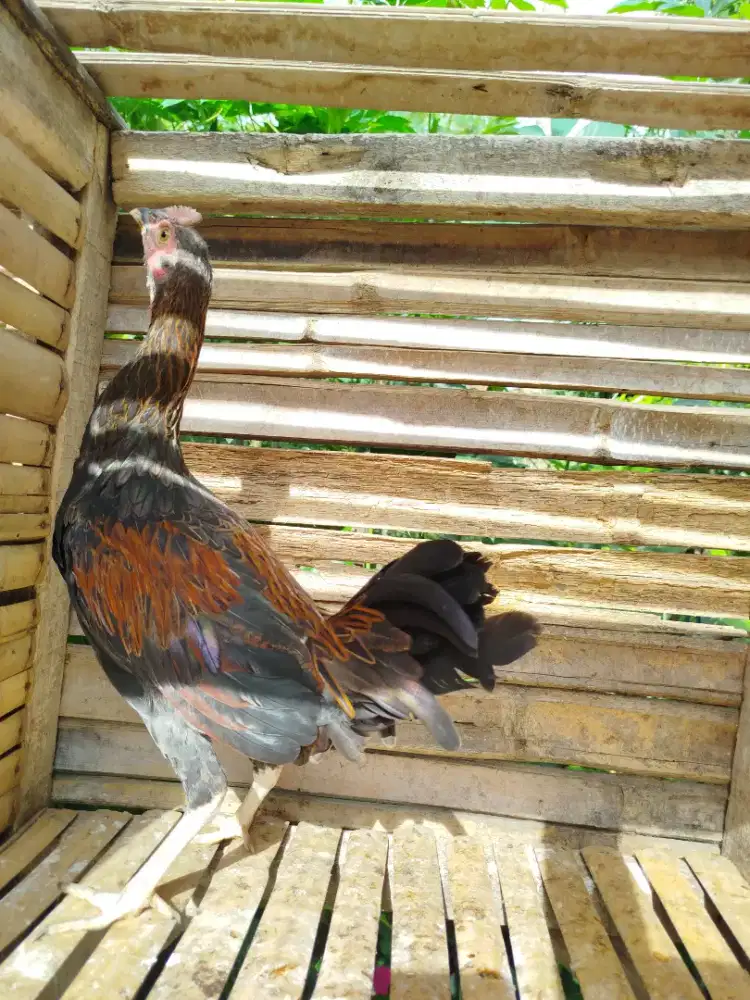 Jual ayam bekisar 6 buoan upp siapan kokok awal kualitas bagus