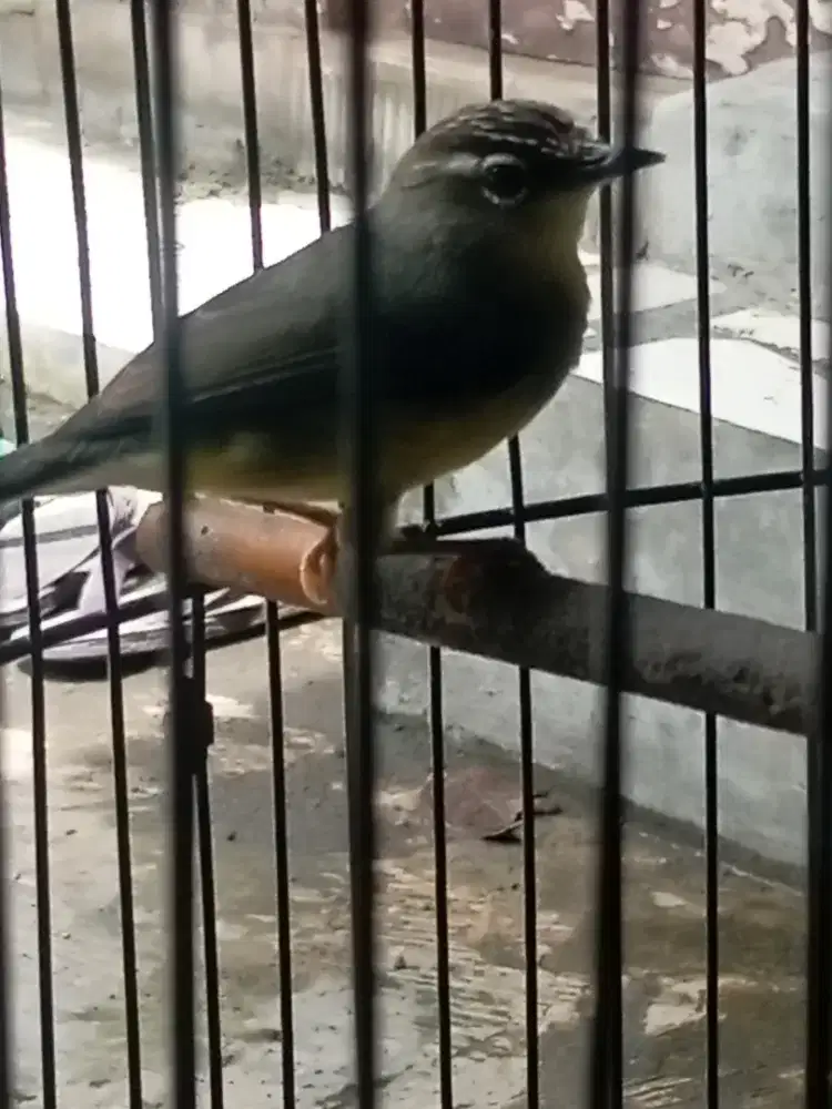 opior paruh tebal jantan