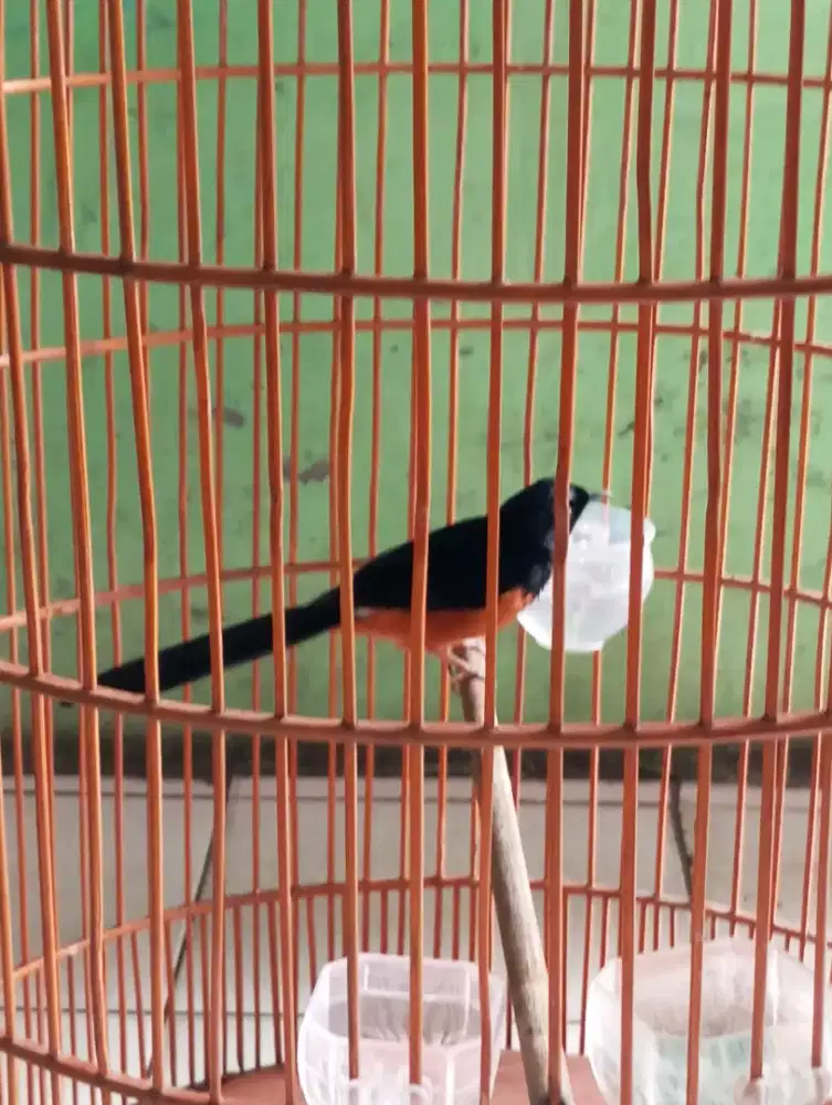 Murai batu gacor fullset