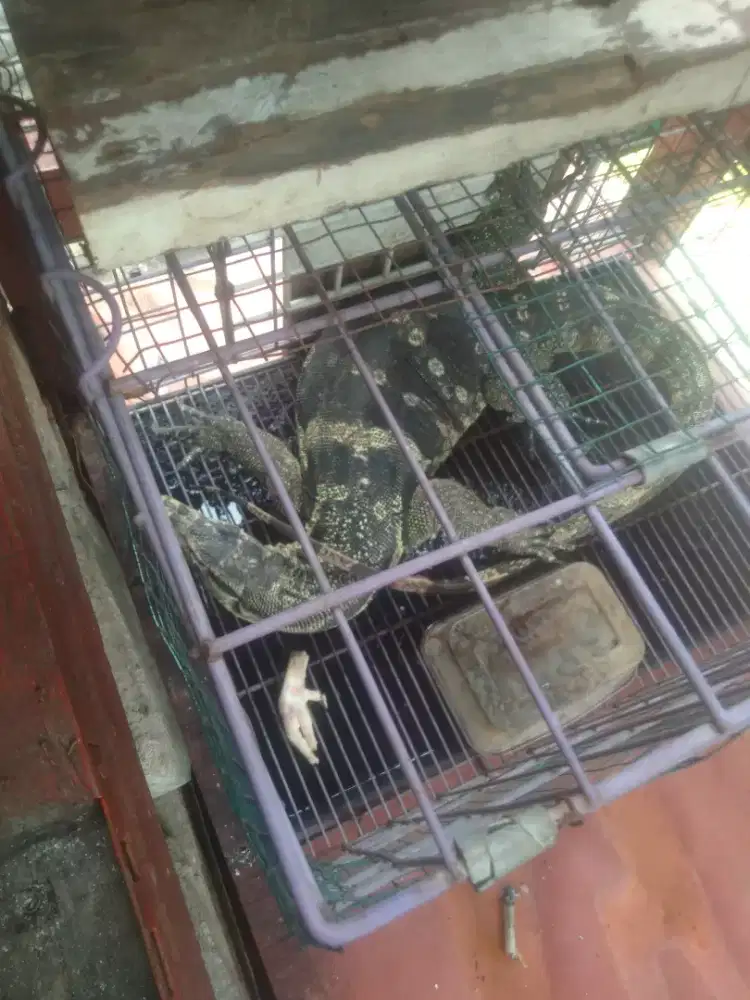 Jual bang biawak besar berat 8 kg hidup