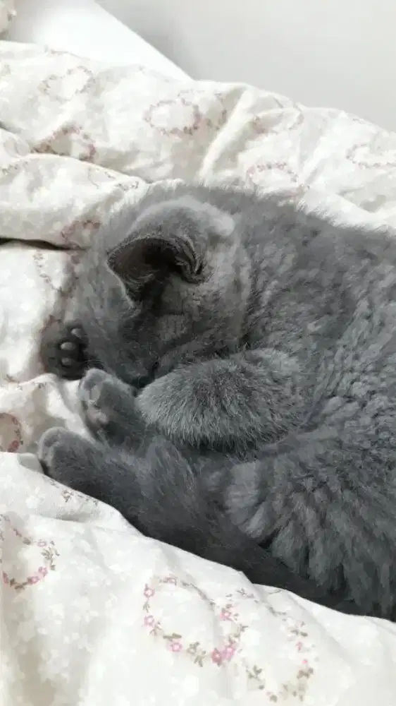 Kitten BSH Blue solid