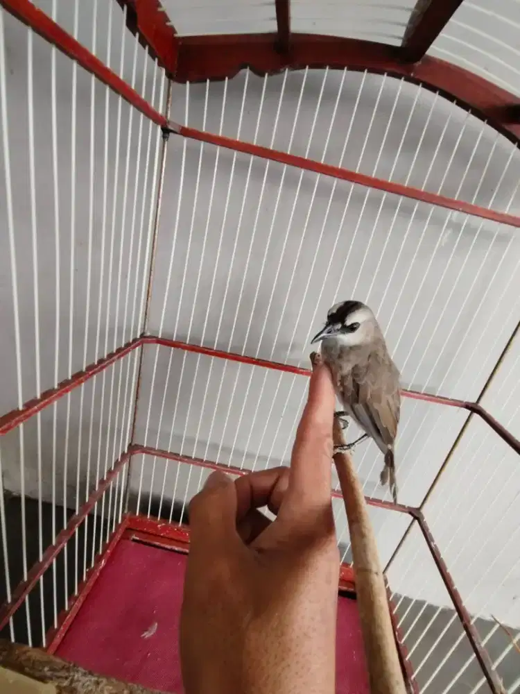 Boongin 2 burung crukcuk jinak kndang bgus piber love bir brisik  mtap