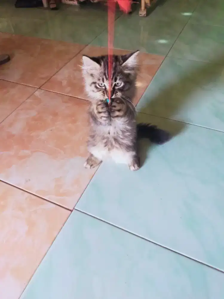 Kucing Persia Jantan