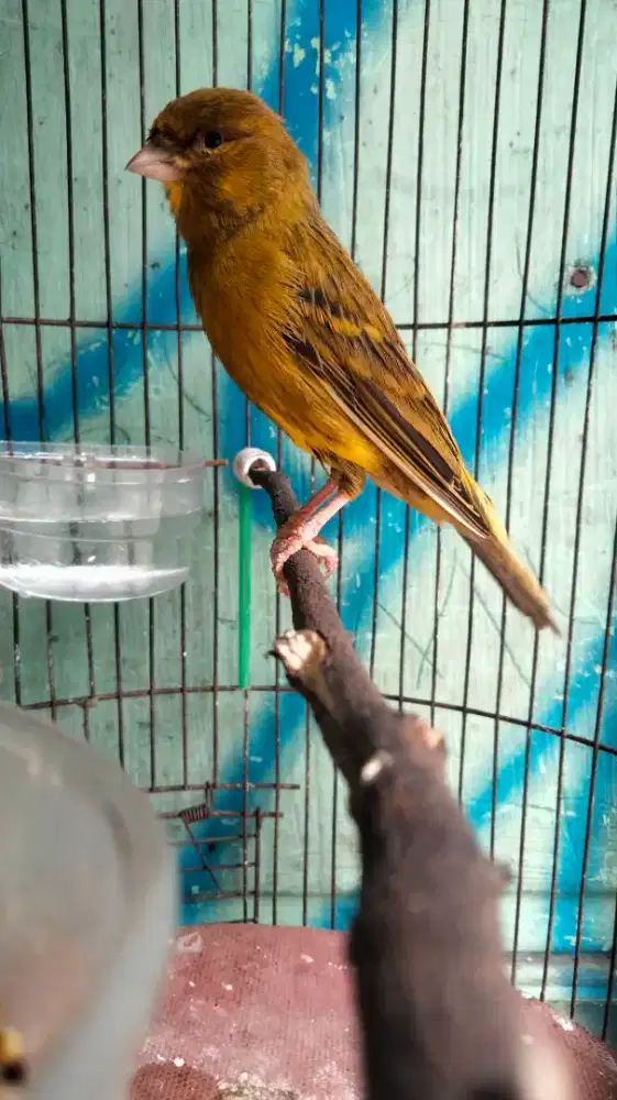 Kenari Seri F1YS Gacor Badan Gede Panjang Kaki Jingkrik Warna Bagus