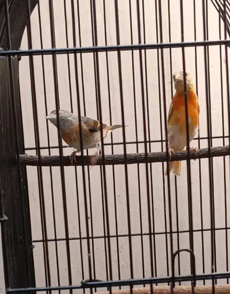 Red siskin jantan dan betina