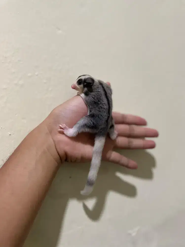 Sugar glider mozaik jantan
