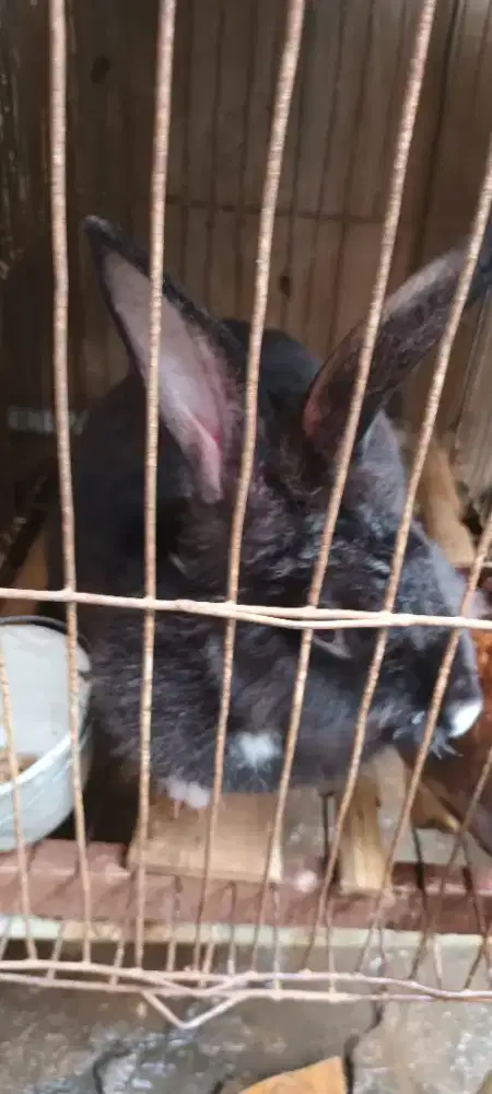 Kelinci hasil perkawinan Rex karpet dengan anggora