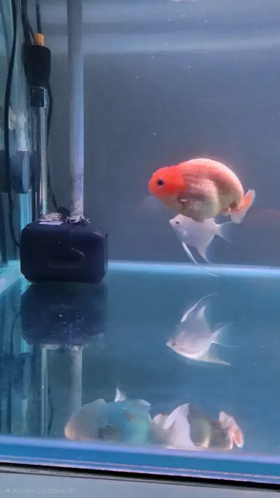 lkan Mas Koki Goldfish Ranchu Tiny Tail