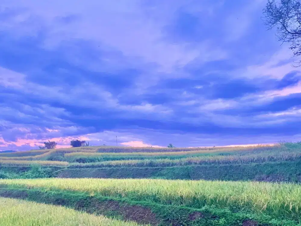 Dijual Murah Tanah Sawah Produktif 2715 m2 di Darangdan Purwakarta