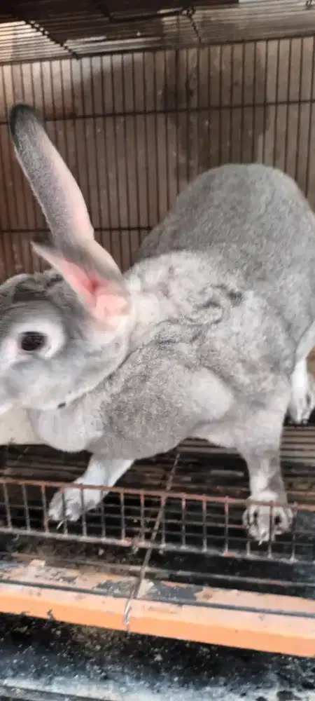 Kelinci hasil perkawinan Rex karpet dan anggora