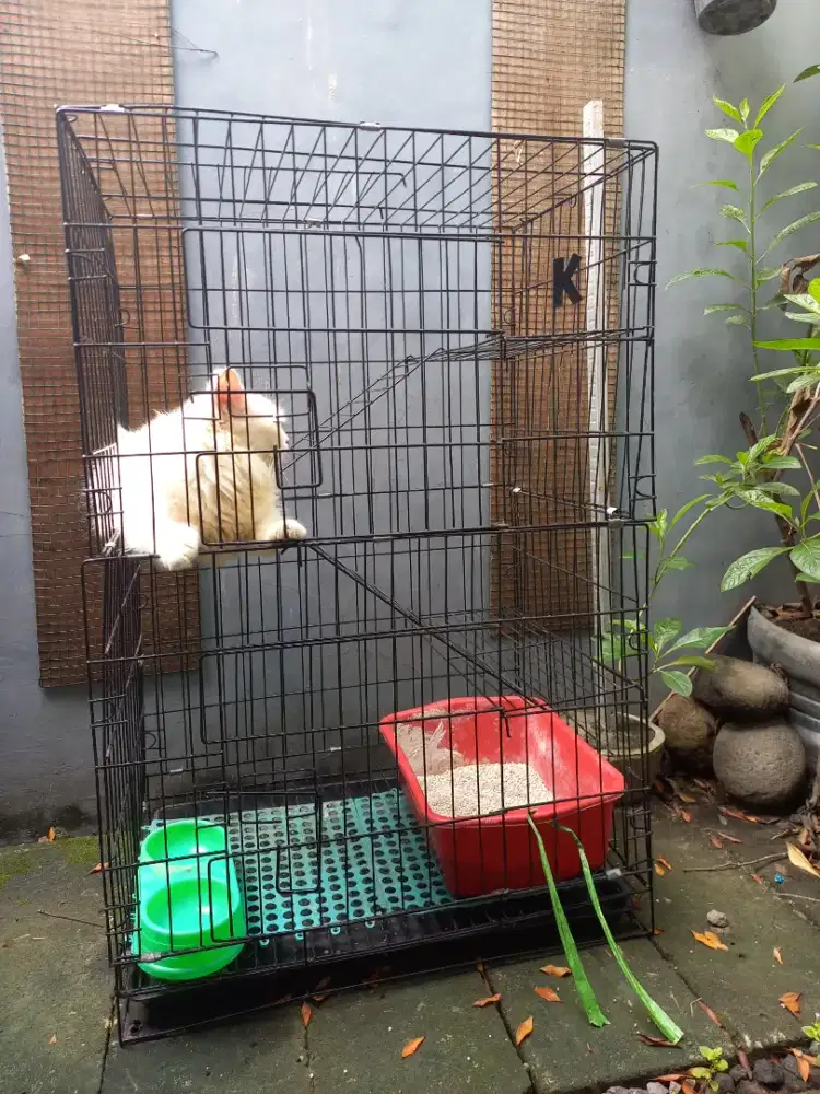 Penitipan Hewan Sidoarjo