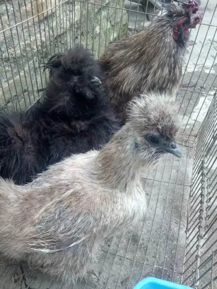 3 ekor ayam hias silky dewasa