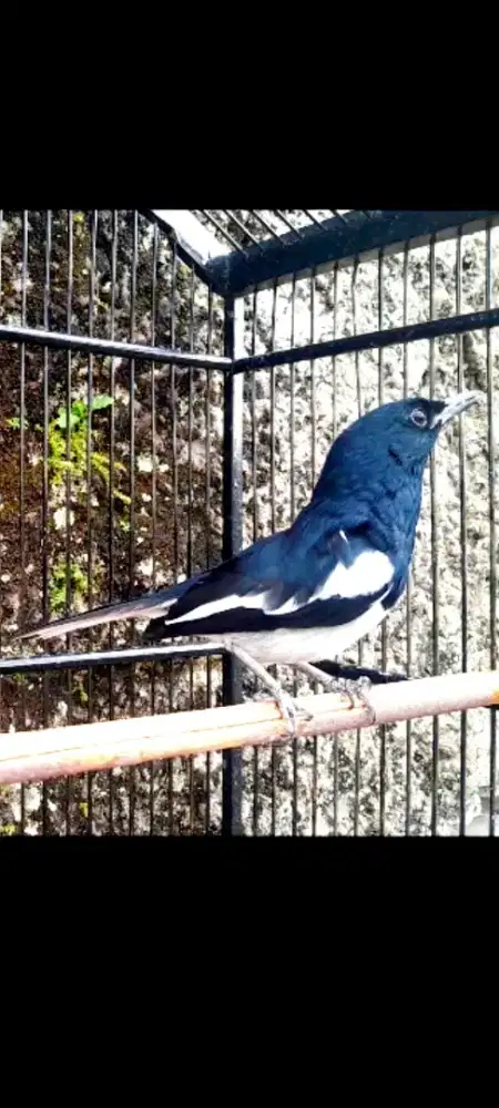 Kacer priangan daput