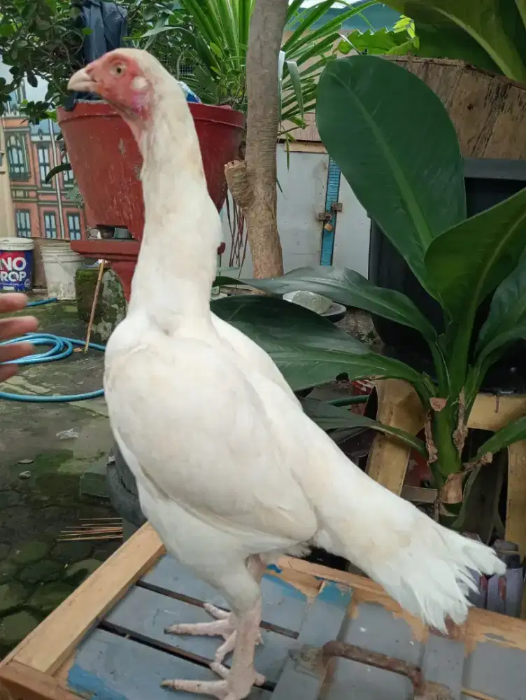 Ayam Betina Bangkok putih  sisik nogotemurun k