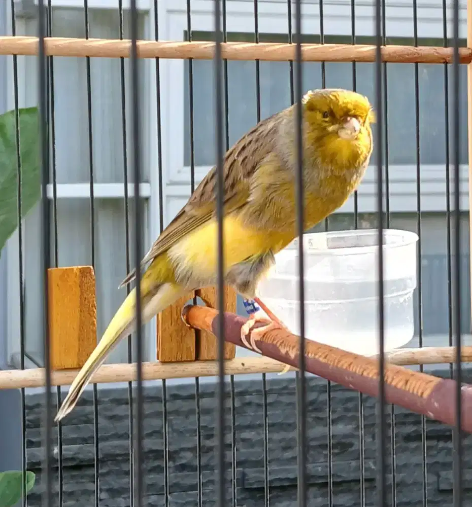 Kenari F1 Ring Rp.1.250 ribu,- Full Set.