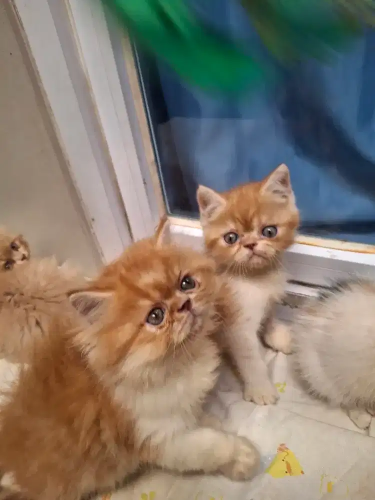 Kitten gembul exo peaknose