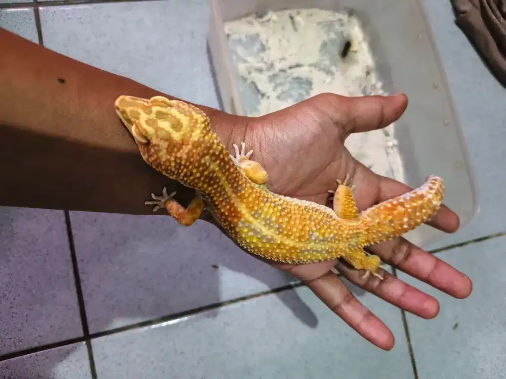 Leopard Gecko Tremper Jantan Big Size