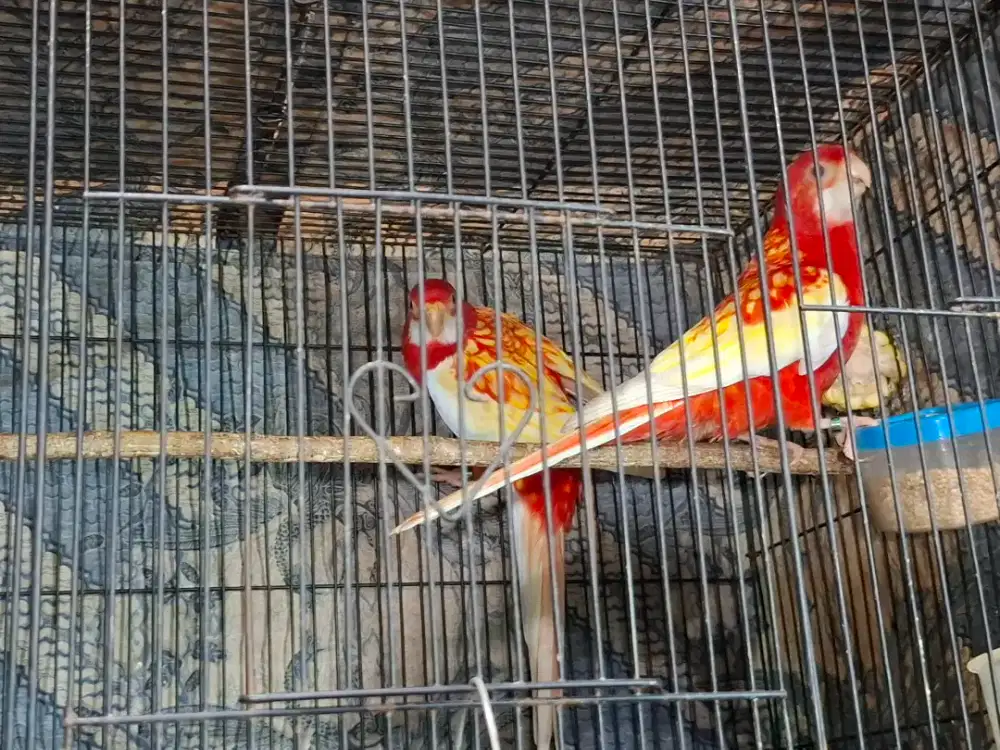 Rubino Rosela sepasang