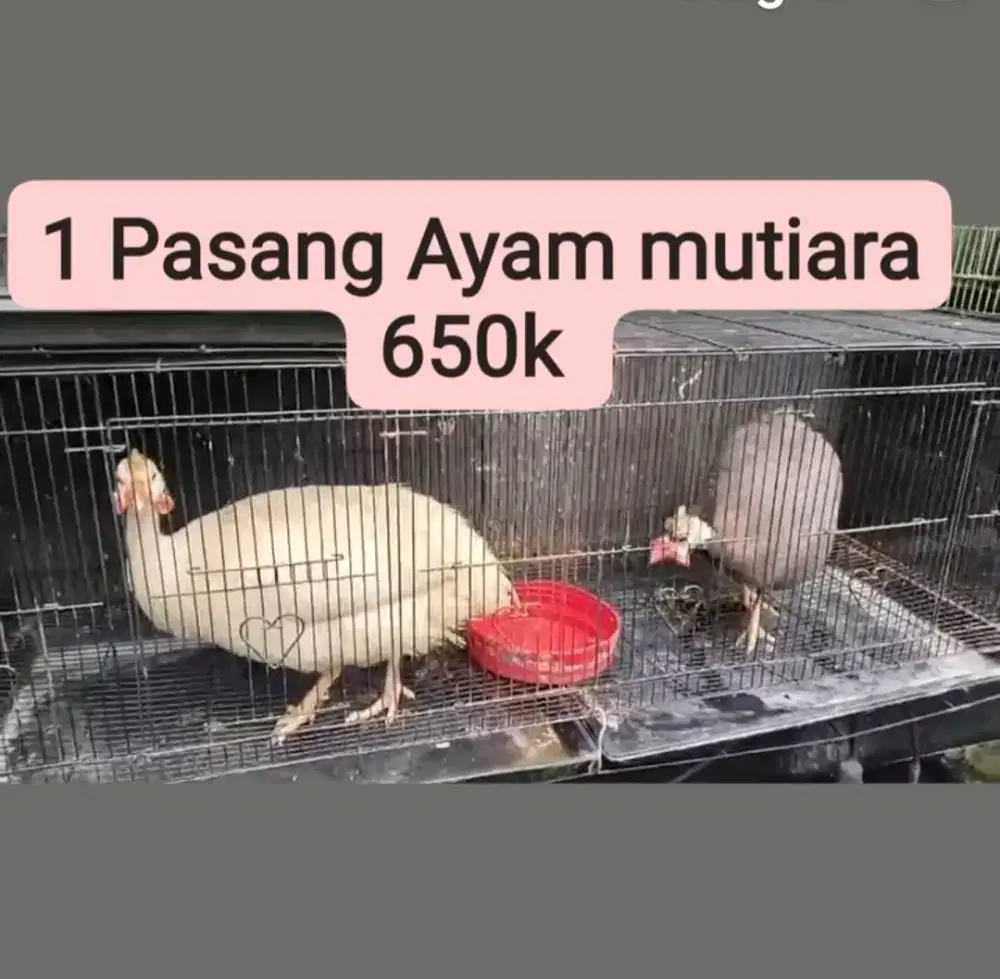 Jual ayam hias 4 pasang
