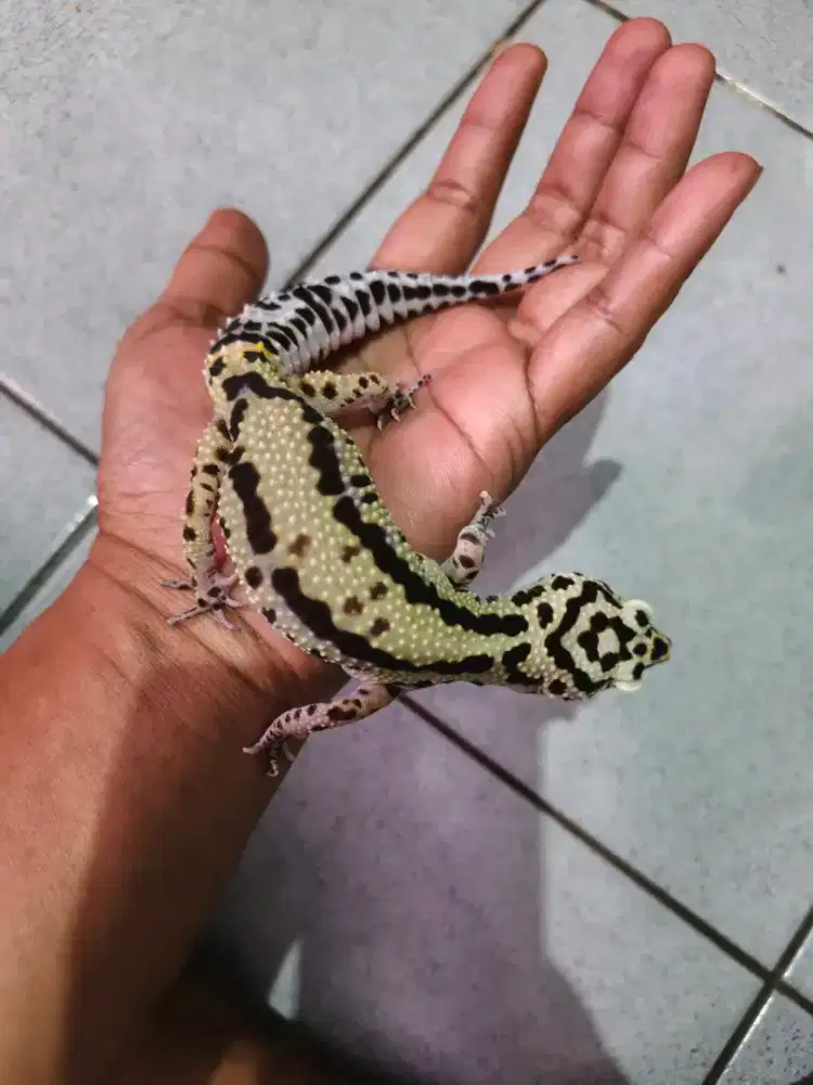 Leopard Gecko Bold Stripe Betina