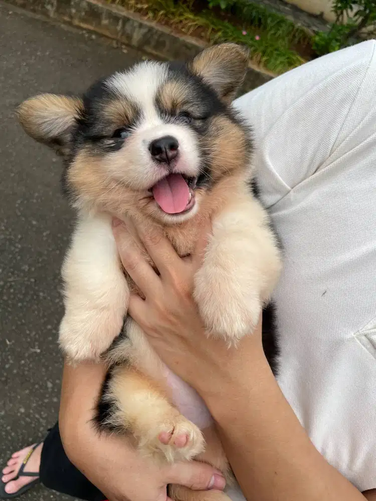 Open Book Grumpy Male Tricolor Fluffy Corgi Superior Quality