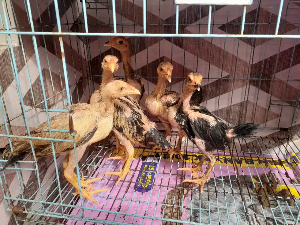 Jual cpt  5  anak ayam  bangkok turunan bagus