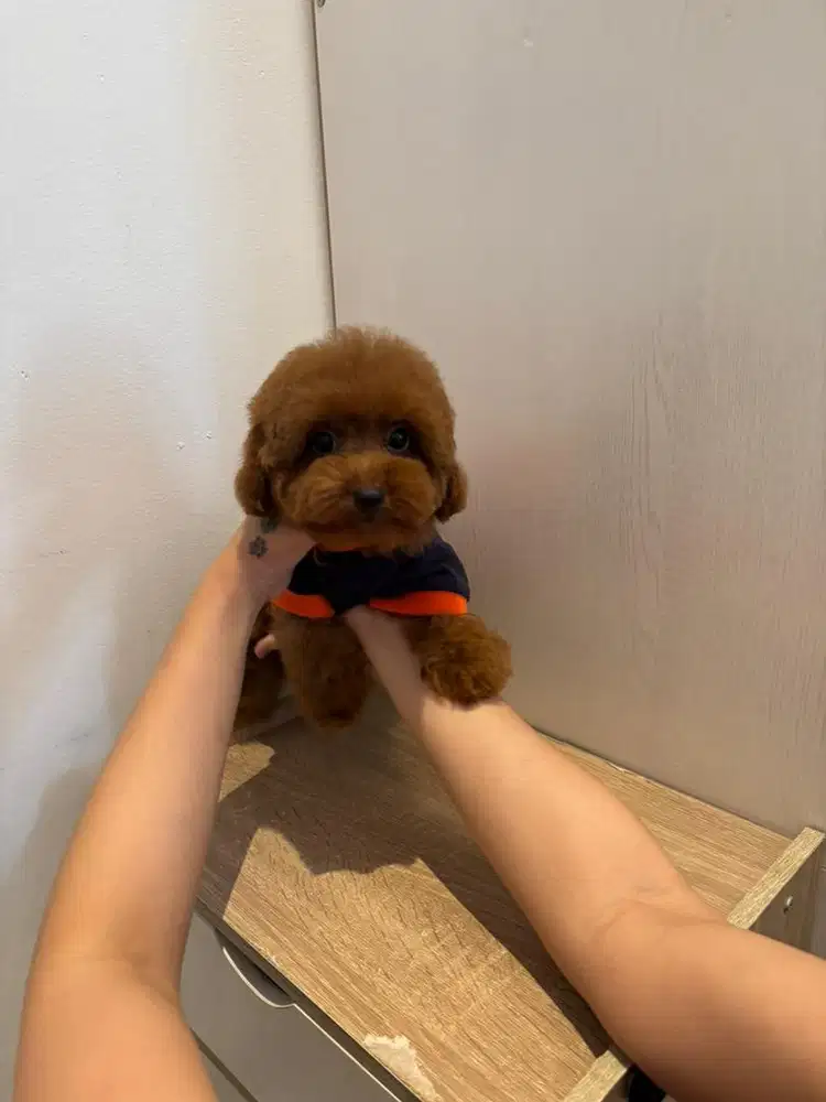 Jual red poodle female