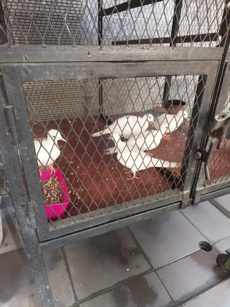 Jual Burung Puter Murah Meriah