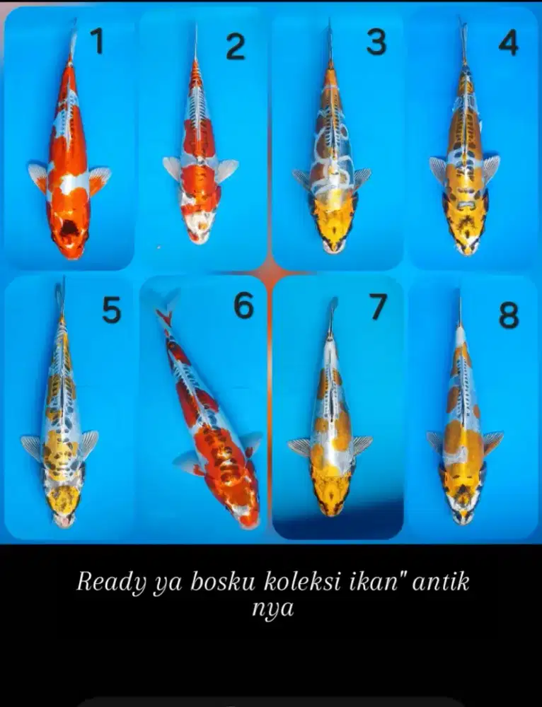 Koi beni kikok antik