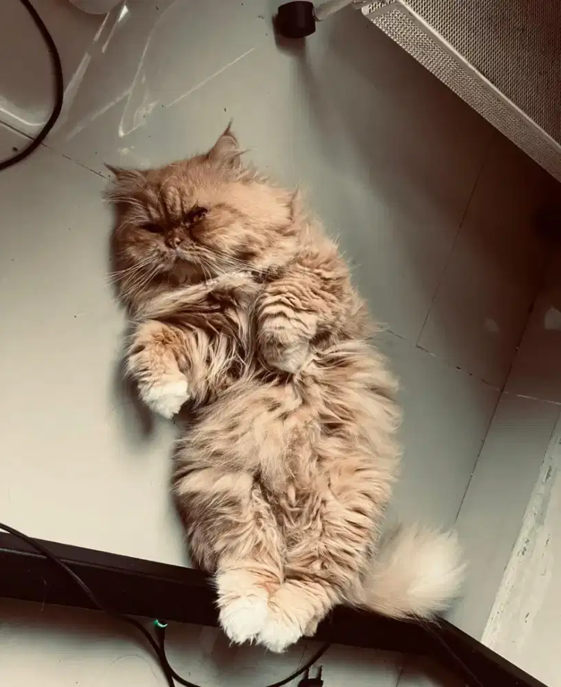 Kucing Persia Jantan Proven Pejantan Longhair