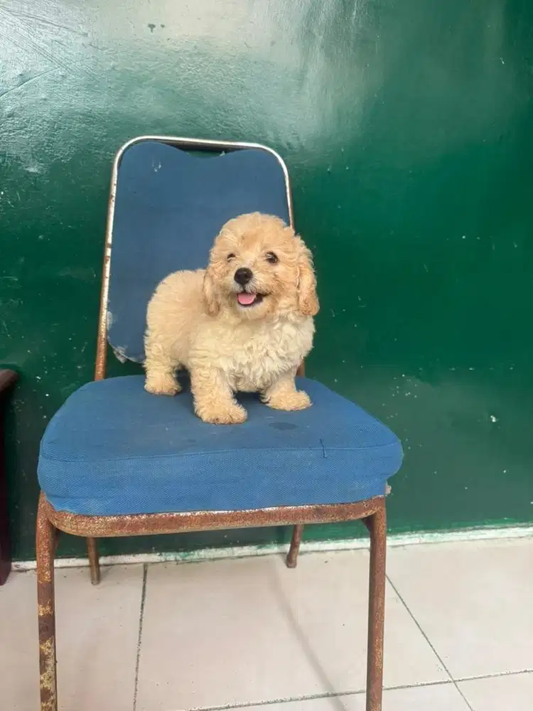 toy poodle apricot betina