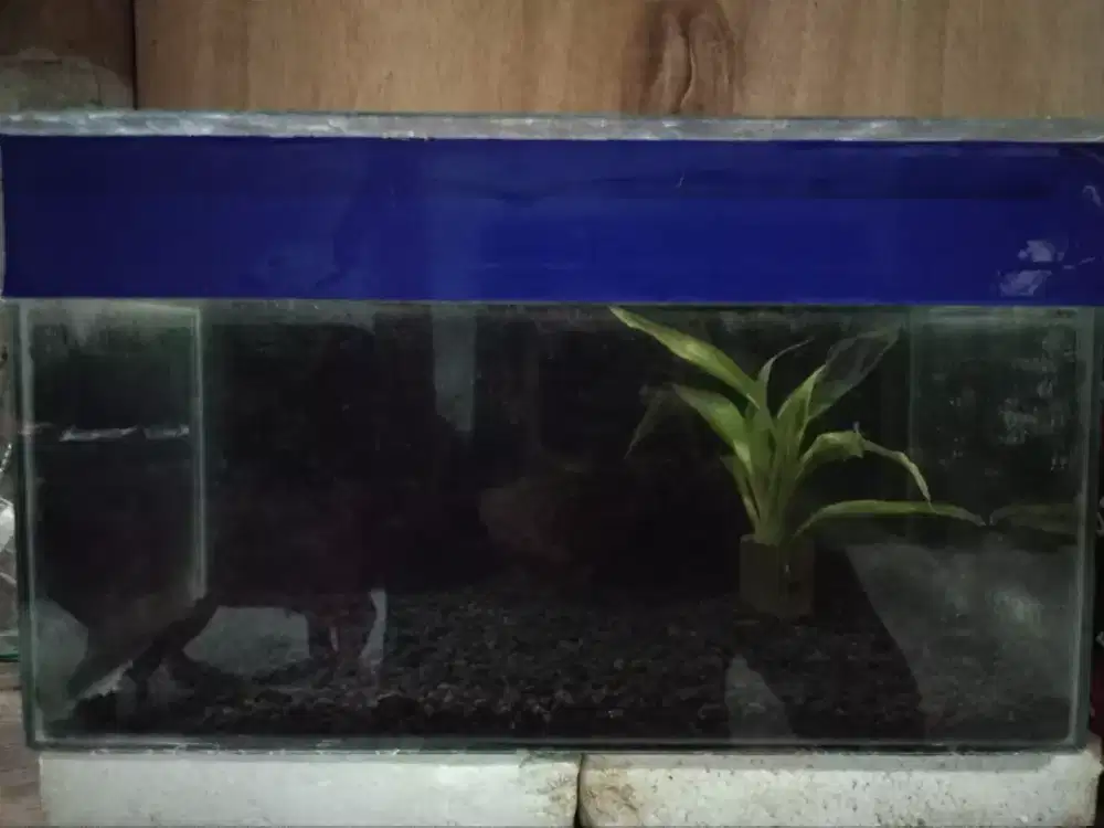 Preloved aquarium set + bonus penghuninya