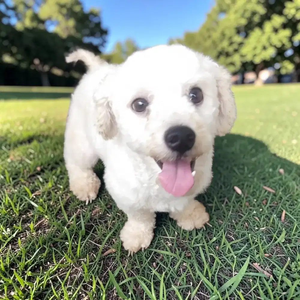 Jual Bichon Bloodline import Korea