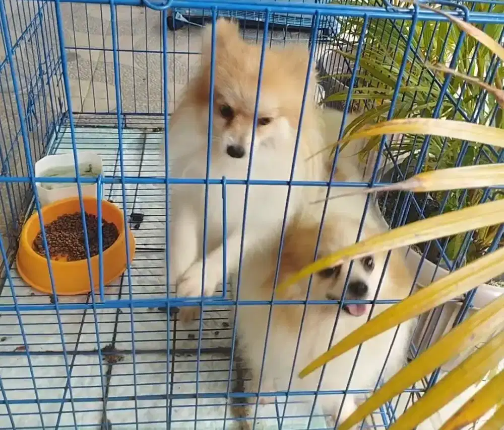 Indukan pom party color