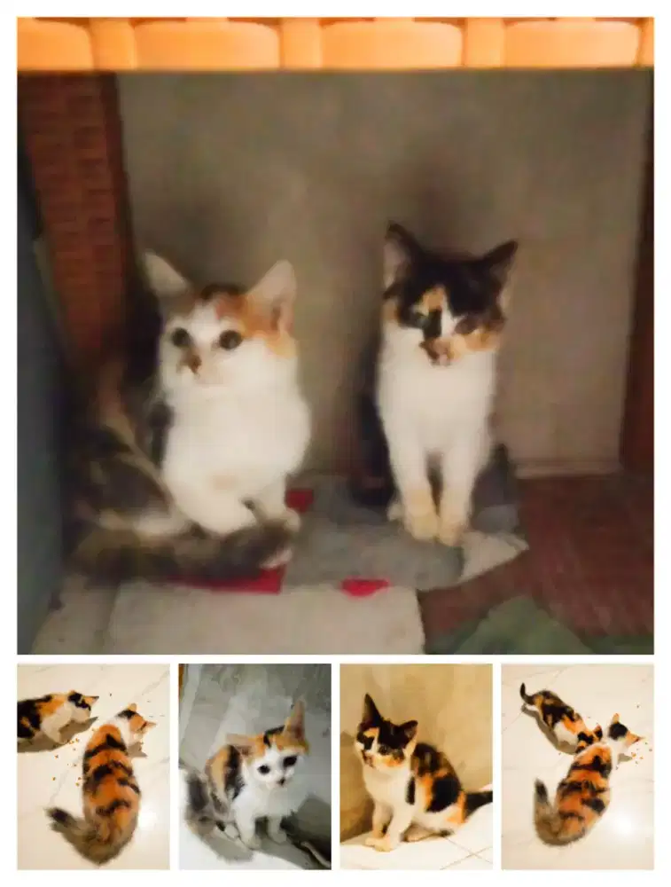 Kitten calico 2 ekor longhair dan shorthair satuan boleh bersih aktif