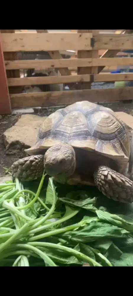 Sulcata jantan big size