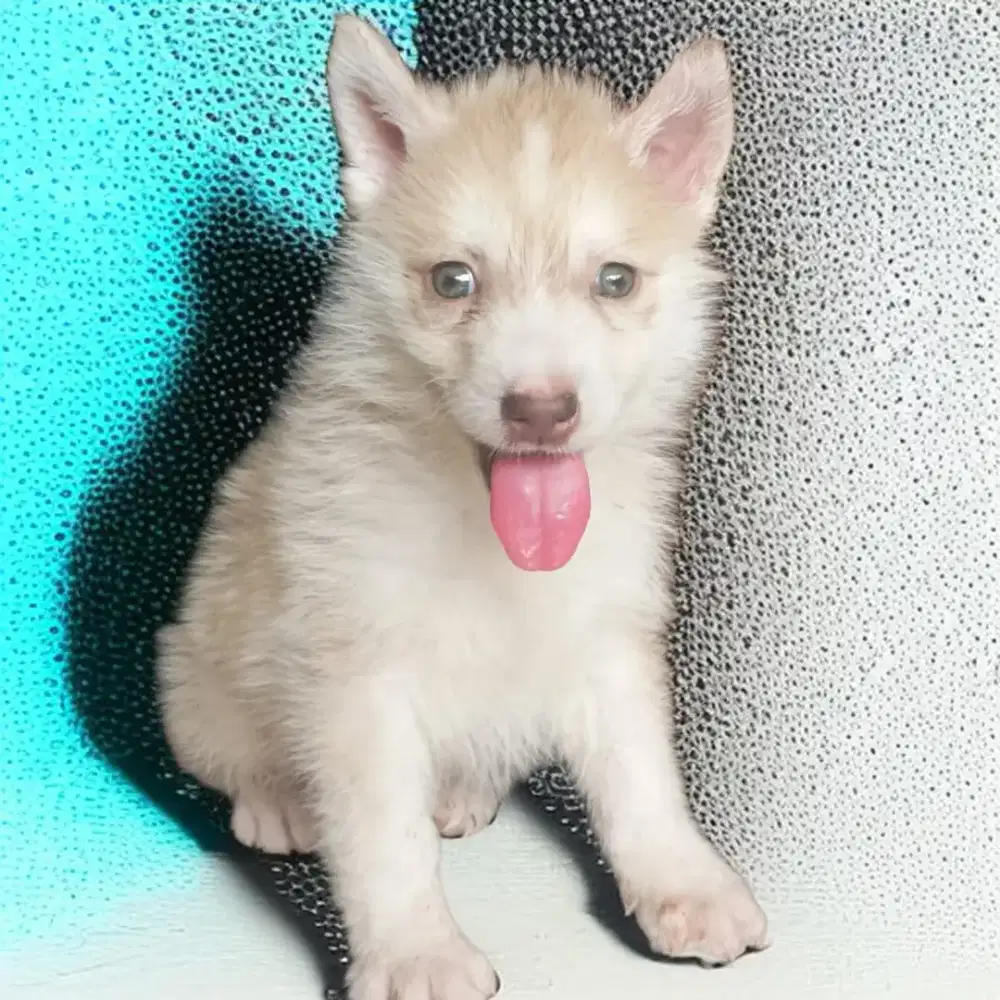 Jual Siberian Husky Big Bone