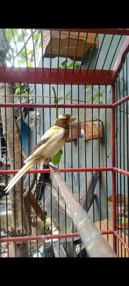 Loper Bon simetris gacor