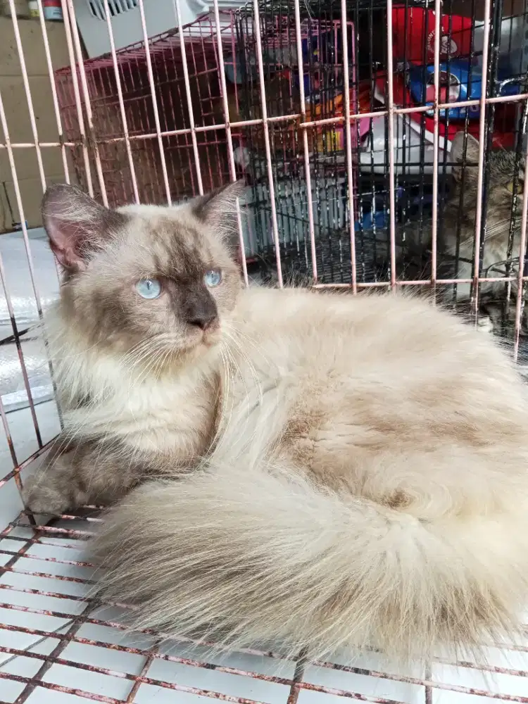 Penitipan kucing dan grooming
