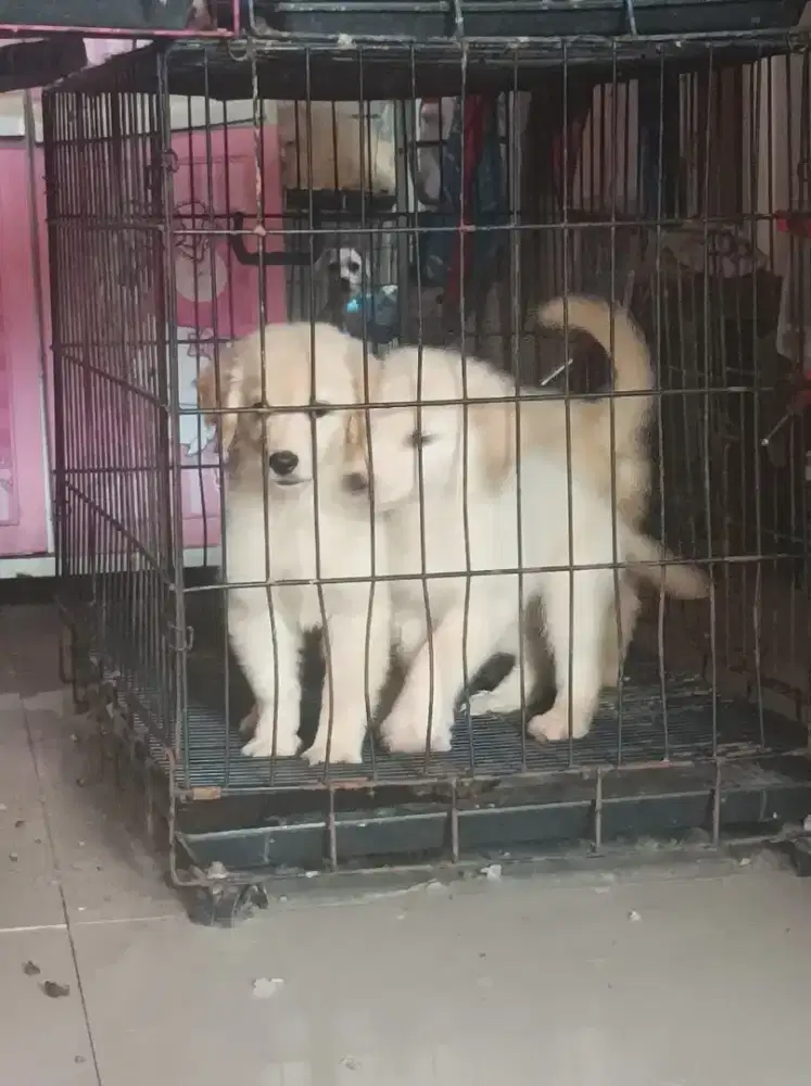 Jual Golden Retriever