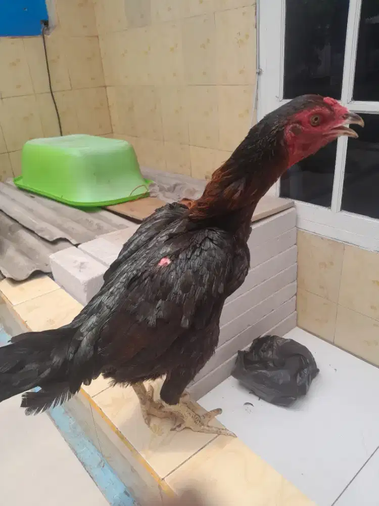 Ayam Biang Bangkok Klasik Big