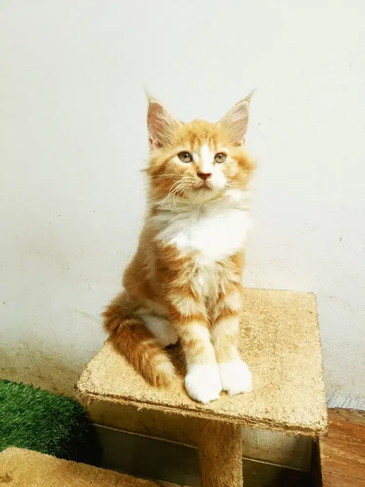 Kitten mainecoon betina pure no mix. Induk ped CFA