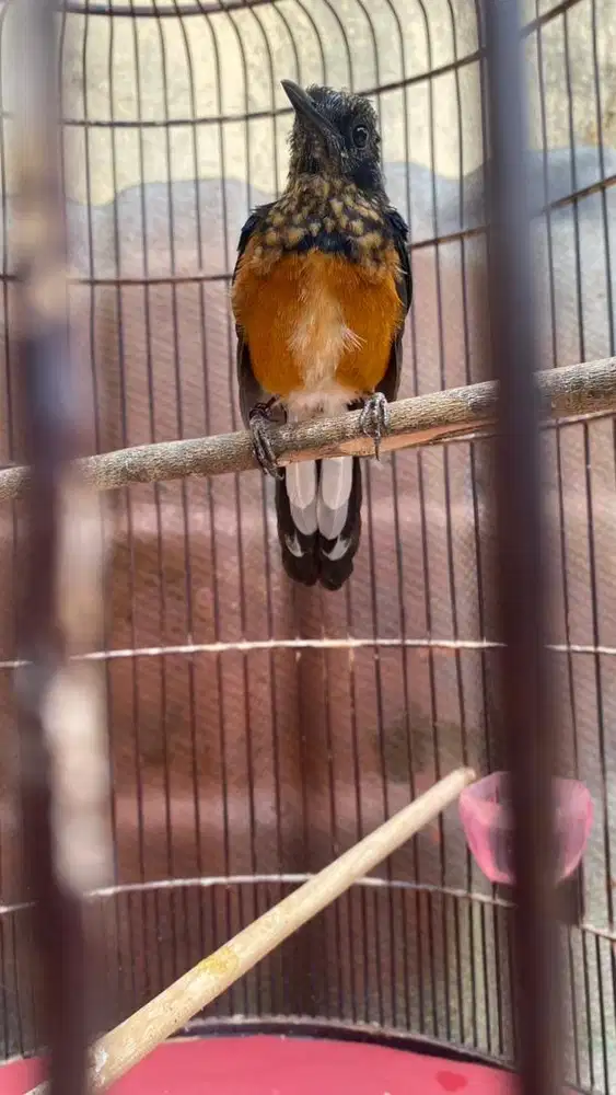 murai batu silangan blorok bisa tukar tambaha
