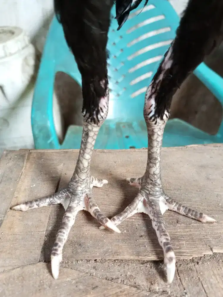 anakan pakhoy betina 2'5 bln sisik ubed