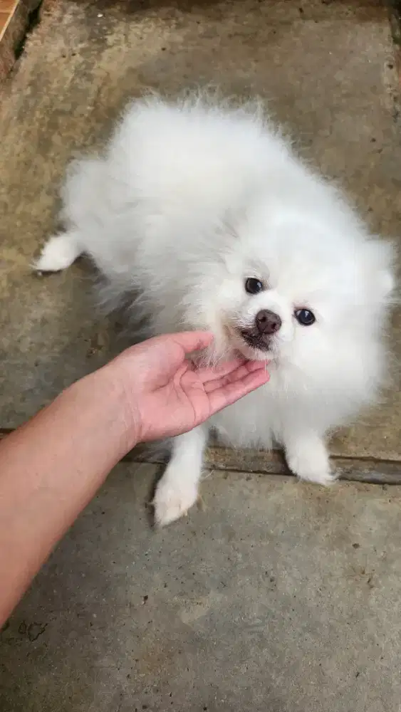 ANJING POM BETINA SNOW WHITE PUTIH