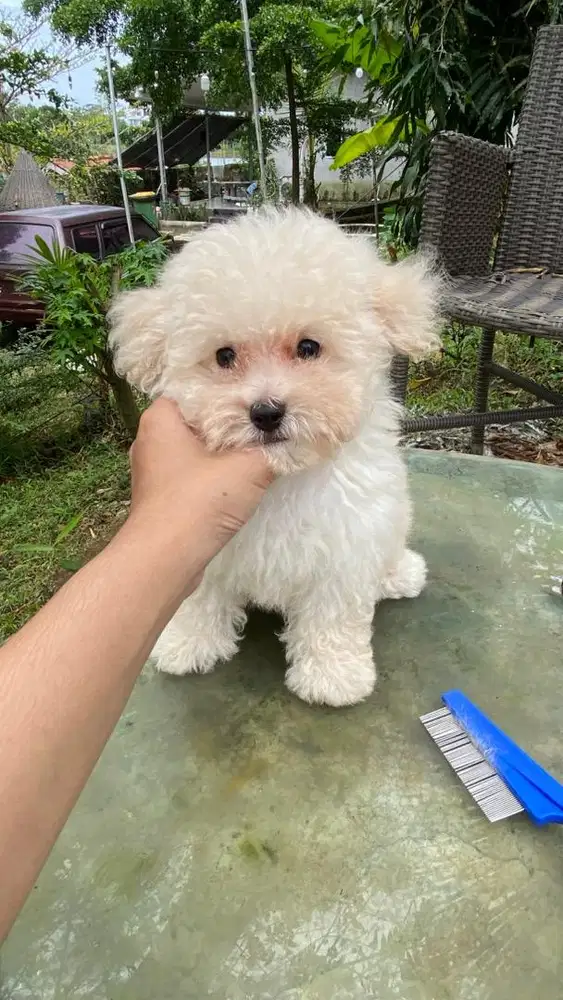 White toy poodle Sudah inc vaksin