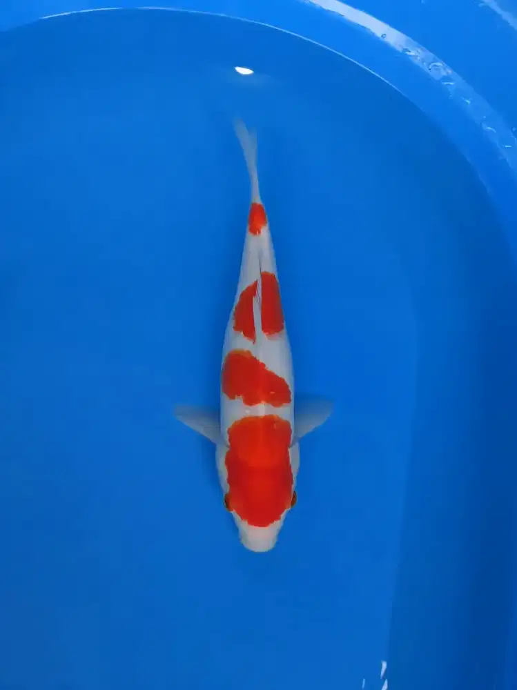 Koi kohaku 30cm