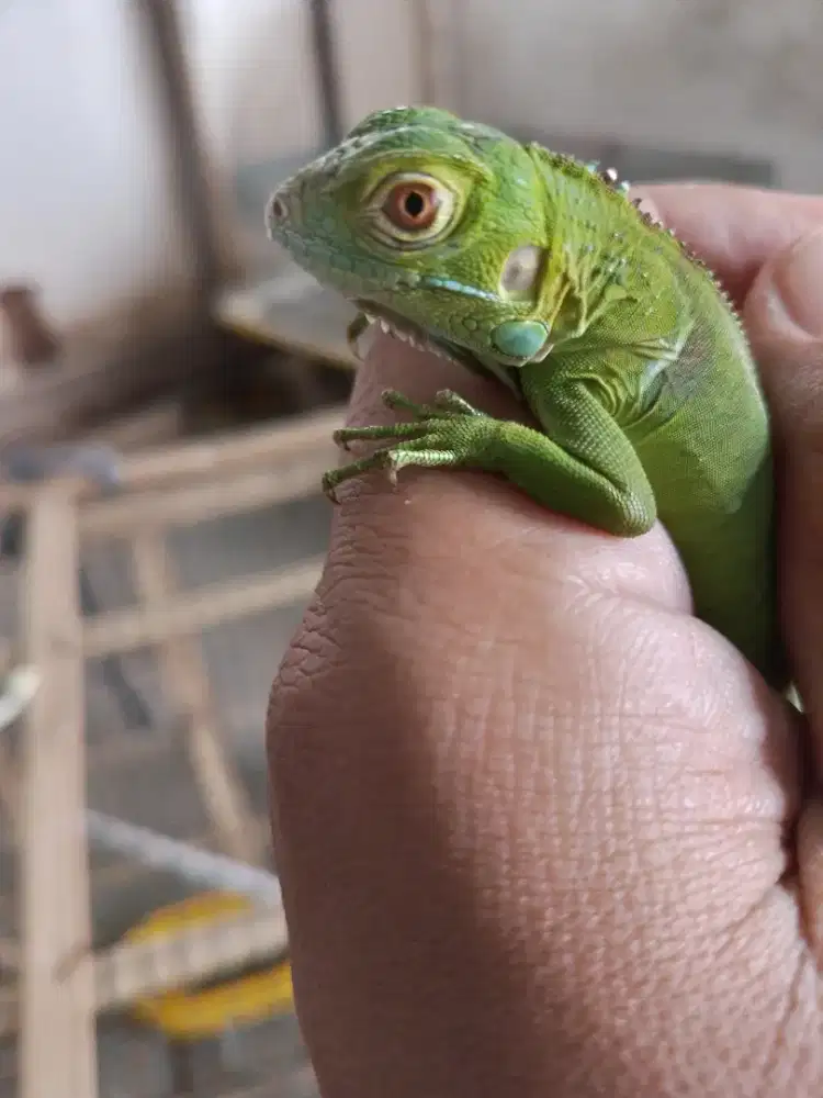 Iguana baby green koleksi