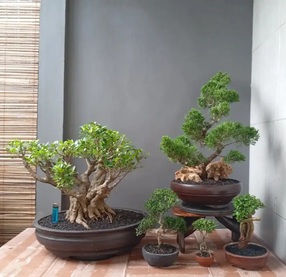 Bonsai hias murah cantik 5 pot