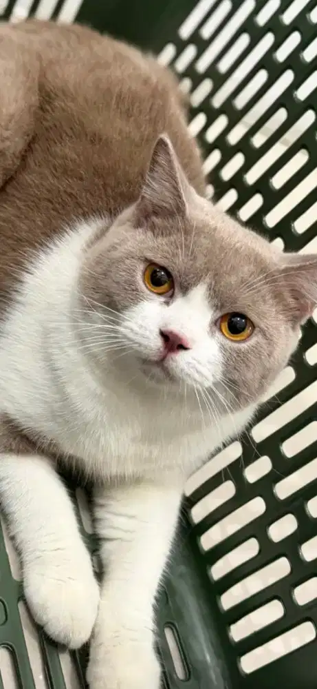 Kucing BSH Bico cinnamon jantan